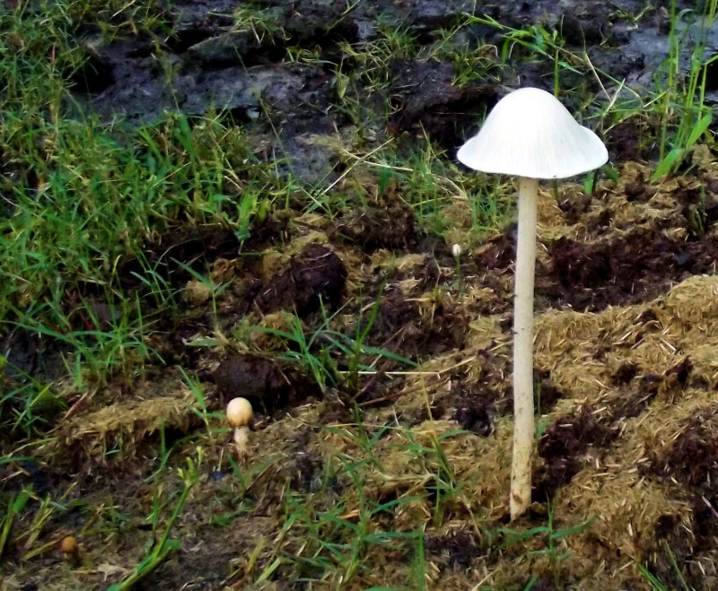 beauty in nature, color, nature, 1080P, fresh, flora, mushrooms, green, close, forest, day, fungi, toadstool, trunk, white, natural, green color, outdoors