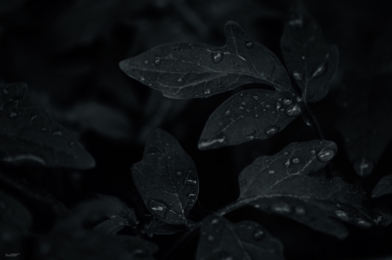 beauty in nature, dark, day, outdoors, rainy season, close-up, water, no people, drops, plant, nature, 2K, dew, leaves, wet, vulnerability, plant part