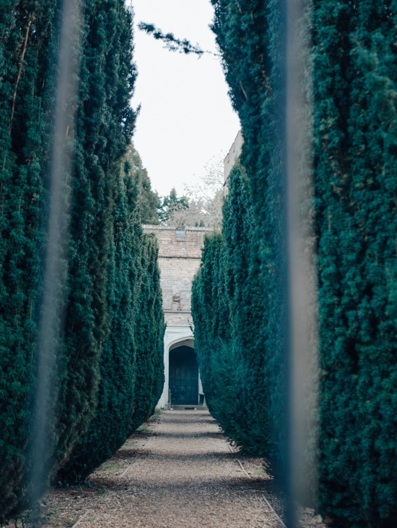 business, no people, architectural column, outdoor, vector, garden, wood, the way forward, green color, corridor, natural, plant, narrow, growth, walk