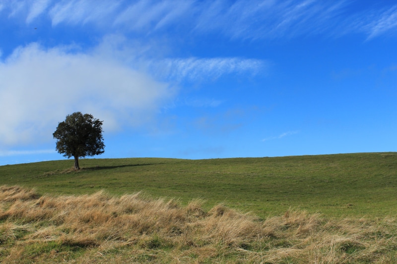 pastures, ancud, outdoors, non-urban scene, nature, growth, plant, tranquility, hills, naturaleza, praderas, landscape, scenics - nature, chile, land, tree