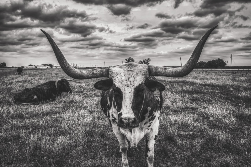 pets, domestic animals, animal themes, landscape, no people, land, nature, rural, outdoors, cloud - sky, portrait, herbivorous, mammal, steer, texas, dusk