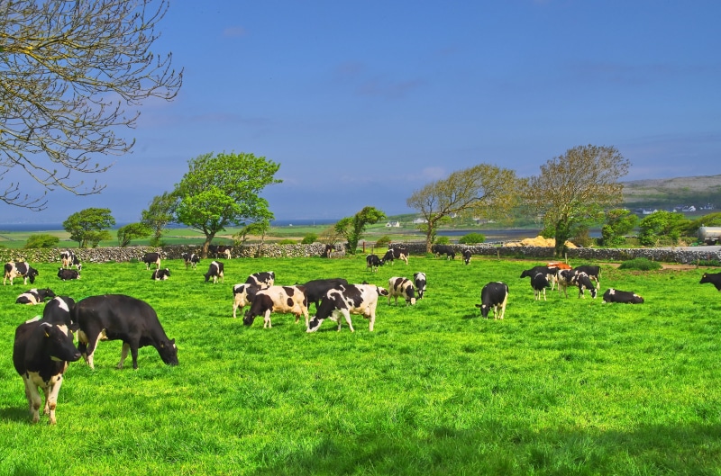 environment, landscape, beef, summer, blades of grass, grass green, no people, dairy farming, meadow, pasture, outdoors, 4K, animal, plant, trees, herd