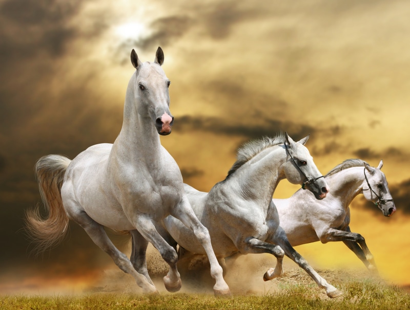 domestic Animals, nature, beauty, illustration, mare, brown, dust, field, meadow, pets, day, livestock, horses, outdoors, foal, cute, mouth open, focus on foreground