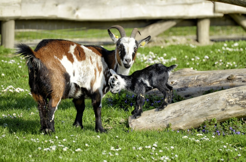 no people, sunlight, animal, public record, land, pasture, standing, farm, field, mammal, livestock, mammals, two animals, domestic goat, 4K, pet, pets