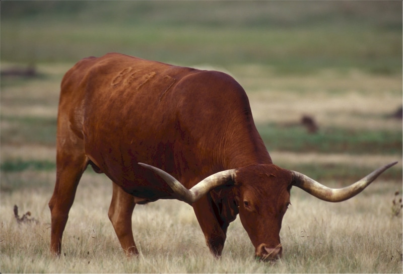 ranch, pasture, rural, 1080P, animal wildlife, group of animals, animal, buffalo, mammal, brown, domestic animals, longhorn, vertebrate, ground, plant
