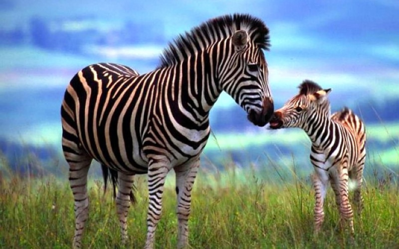 wildlife reserve, pasture, striped, 4K, animal family, travel destinations, group of animals, nature, mammal, zebra, animals in the wild, plant, cloud - sky