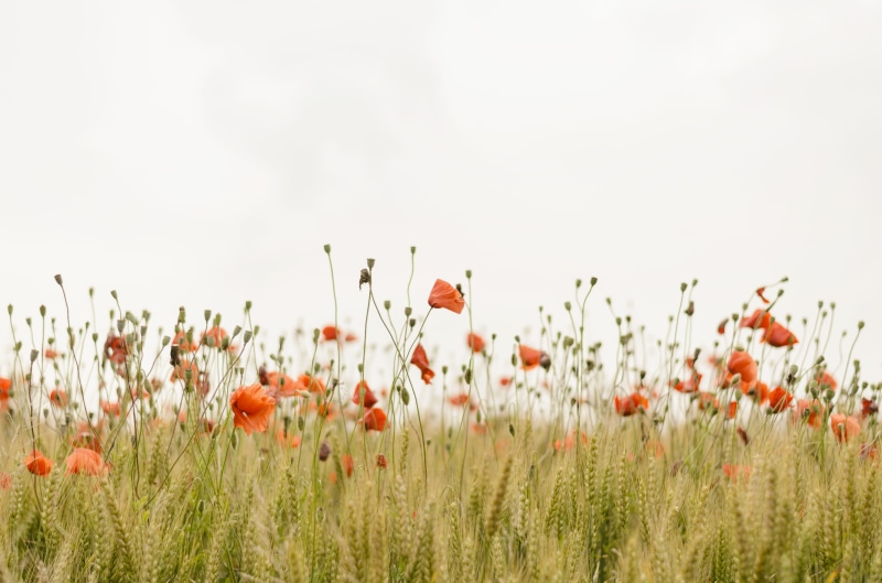 rural Scene, yellow, red, vulnerability, green Color, bud, grass, floral, day, uncultivated, springtime, wildflower, plant, fragility, flower head, flowering plant
