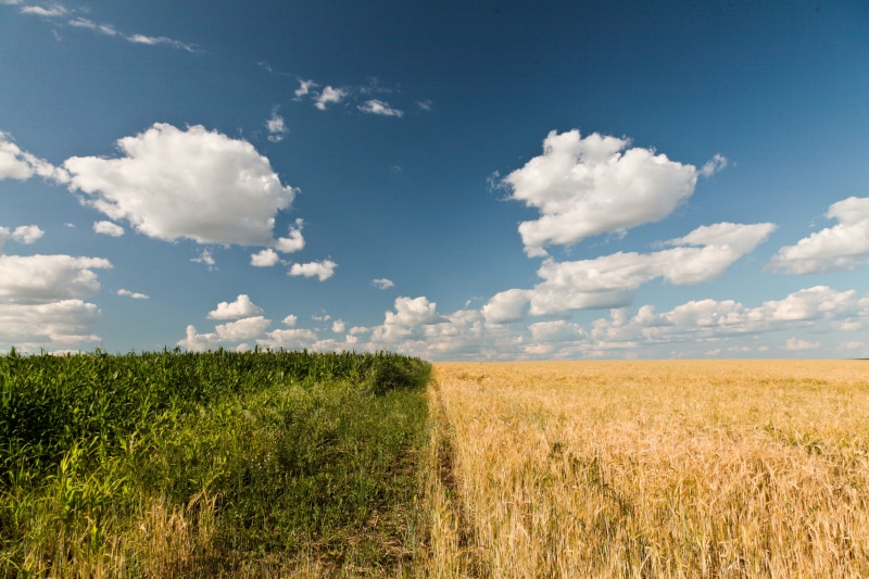 non-Urban Scene, rural Scene, blue sky, wheat, green corn, cloudy, clouds, land, farm, agriculture, yellow, day, grass, cloud - Sky, plants, crop, corn field