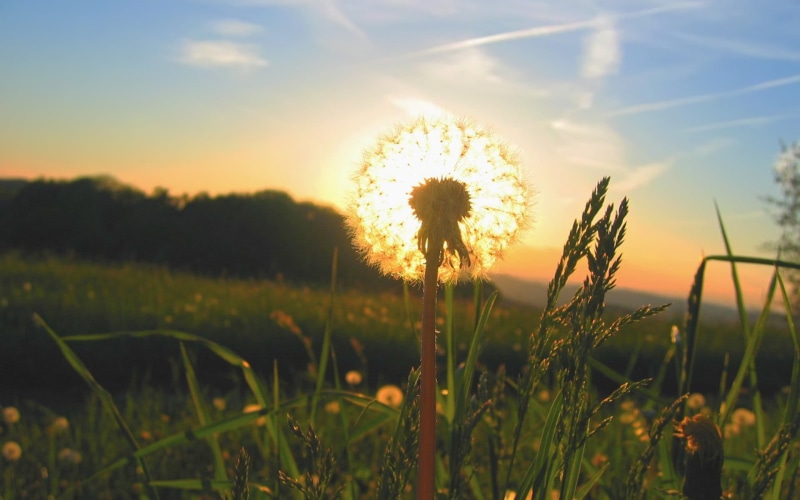 bright, sun, freshness, outdoors, tranquility, grass, fragility, sunset, plant, sky, cloud - sky, lens flare, no people, growth, beauty in nature, flowers