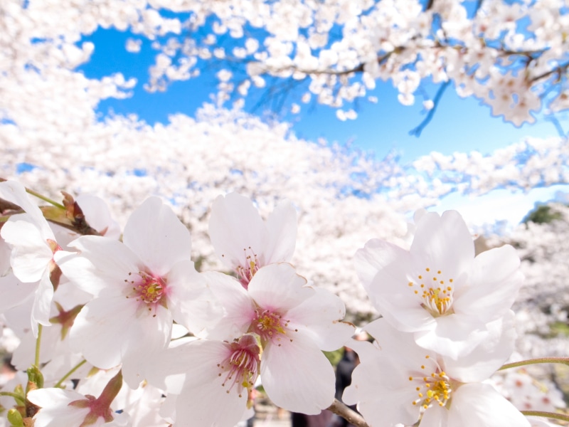 outdoors, flower, plant, flowering plant, no people, cherry blossom, fragility, flowers, plants, white, white flowers, vulnerability, Japan, spring, cherry tree
