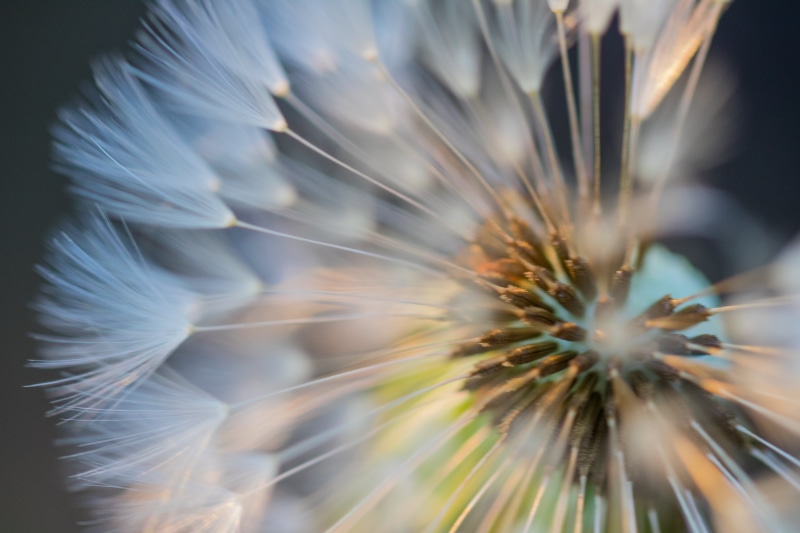 closeup, nature, macro, makro, flower, 5K, close-up, up close, white, photography, Dandelion, closeup photography