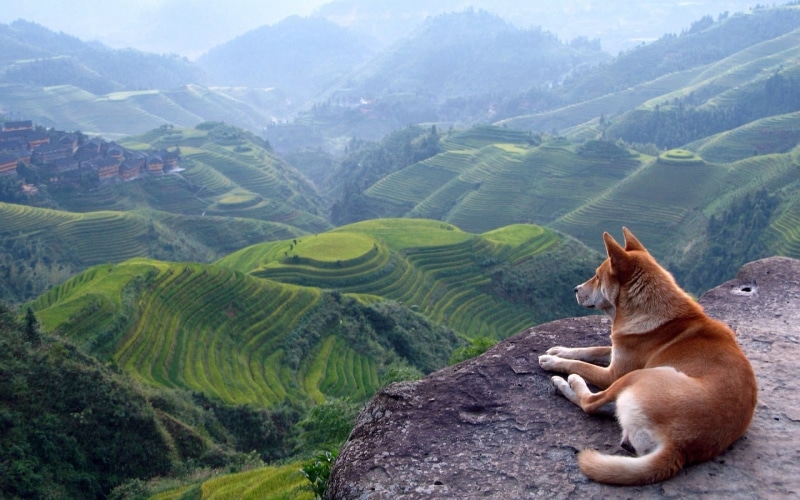 dog, mountain bikes, animals, mountain chain, nature, 1080P, hills, Mountain Chiliad