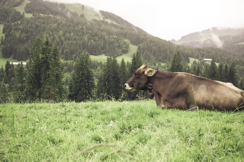 farmland, nature reserve, domestic animals, animal themes, pets, outdoors, nature, mountain range, wooden, grass, vertebrate, mountain mass, plant, alpine upland