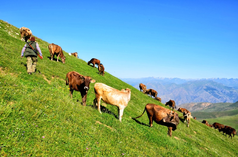 4K, landscapes nature, Landscape, highland, outdoors, background, kaçkars, travel, herbivorous, plant, Turkey, black sea, green, livestock, cow, grassland