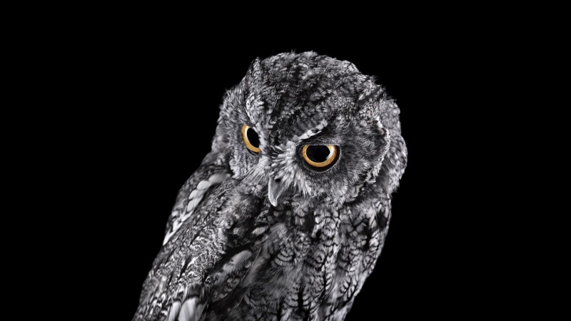 simple background, birds, animals, owl, 1080P, nature, photography