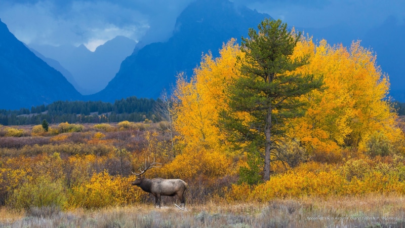 teton, n, National Parks, roosevelt, grand, elk, autumn, wyoming, 2K, p