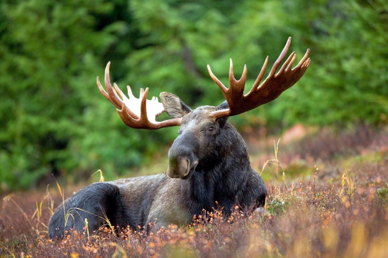 4K, moose, elk, wildlife, animals