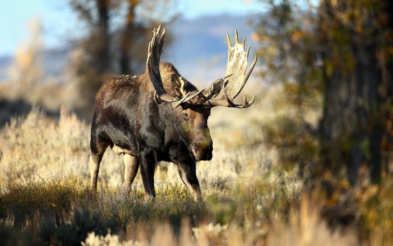animals, wildlife, elk, moose, nature, 1080P