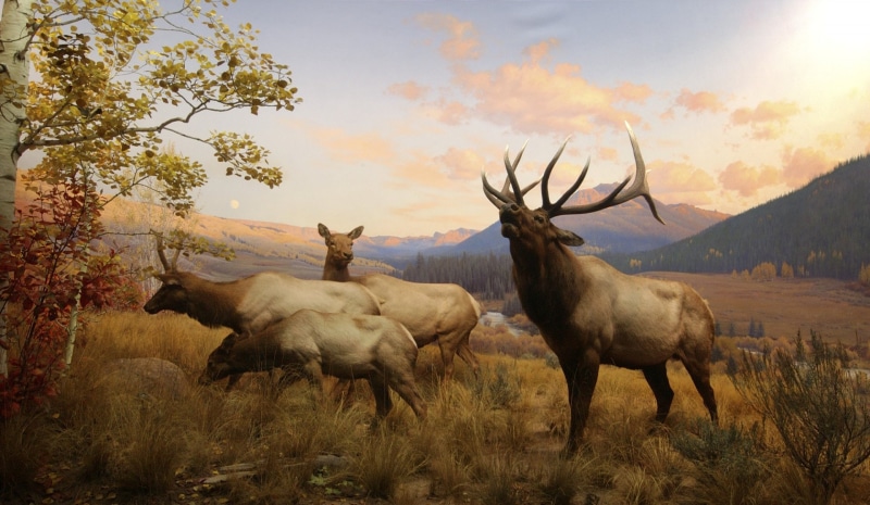 1080P, Animal, Elk
