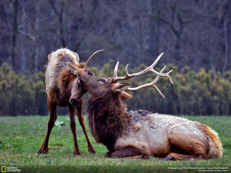 720P, plant, nature, tree, deer, elk, outdoors, focus on foreground, mammal, field, animal wildlife, herbivorous, group of animals, domestic animals, vertebrate