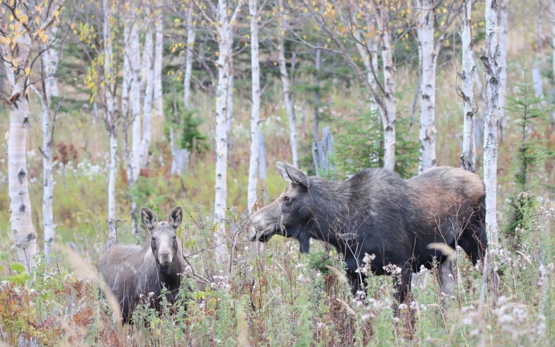 vertebrate, 720P, outdoors, group of animals, woodland, elk, animals in the wild, two animals, forest, plant, nature, tree, no people, female animal, domestic animals
