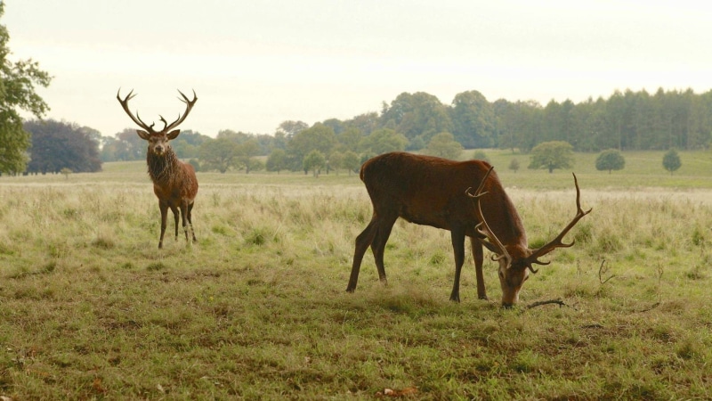 antler, animal, elk, landscape, herbivorous, grass, two animals, environment, plant, nature, vertebrate, animals, group of animals, mammal, tree, animals in the wild