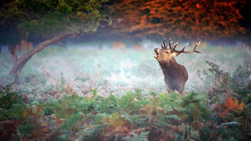nature, animals, elk, 1080P, mist, fall