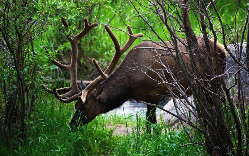 green color, plant, grass, 1080P, forest, outdoors, horned, animal themes, no people, one animal, tree, animal wildlife, herbivorous, animals in the wild
