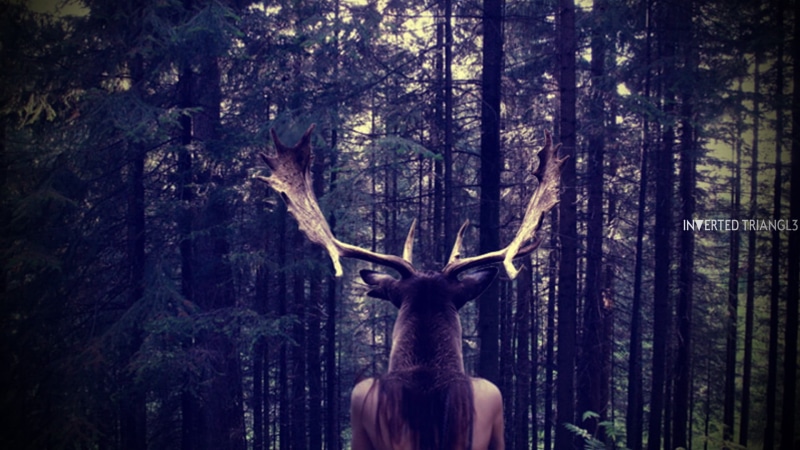 one person, one animal, branch, outdoors, 1080P, people, horned, tree trunk, woodland, mammal, day, plant, forest, tree, nature, land, deer, trunk, headshot