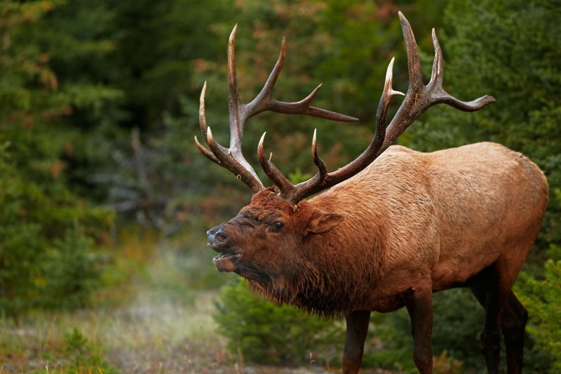 720P, deer, elks, elk, bull