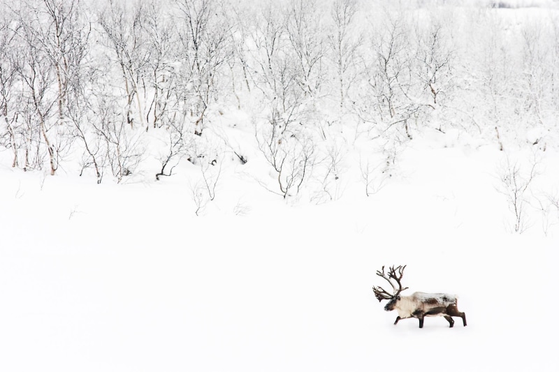 bare tree, elk, environment, white color, beauty in nature, domestic animals, no people, snow, land, animal themes, mammal, animals in the wild, animal wildlife