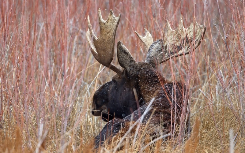 moose, hunting, 720P, animal head, winter, wildlife, day, herbivorous, elk, domestic animals, no people, plant, land, horned, animal wildlife, snow, animal