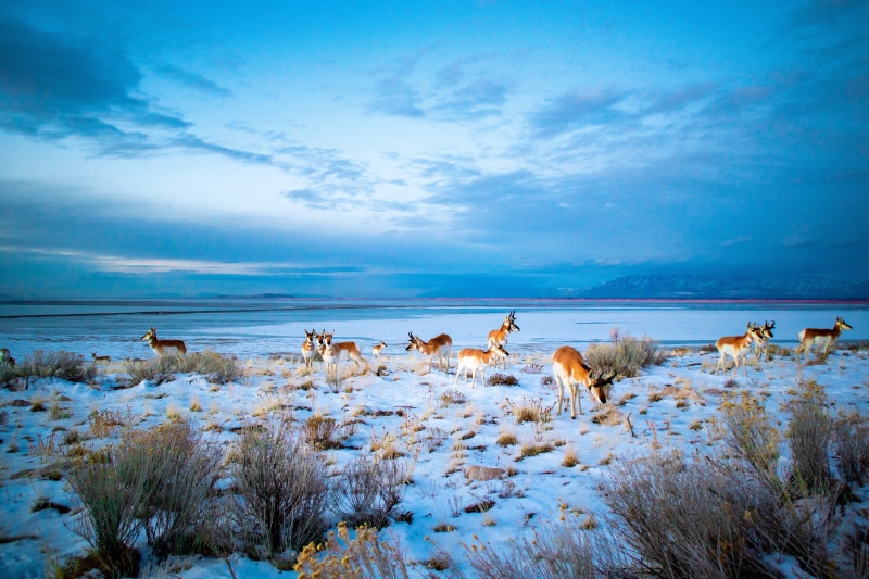 utah, sky, elk, nature, land, mammal, no people, cloud - sky, canine, bongo, snow, booby, deer, herd, animals in the wild, scenics - nature, water, animal wildlife