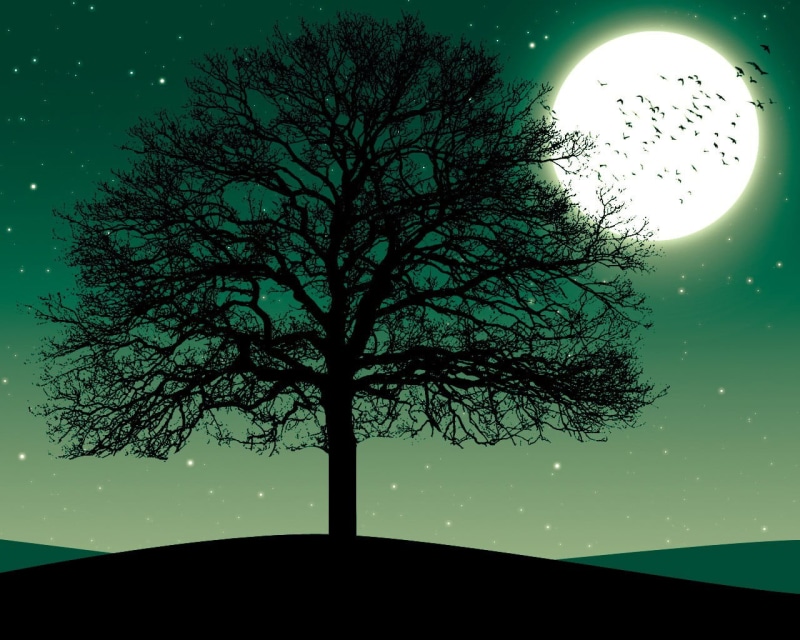 beauty in nature, branch, night, astronomy, scenics - nature, architecture, no people, tranquil scene, low angle view, tree trunk, nature, sky, tree, bare tree