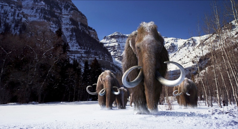 environment, tree, day, animal themes, no people, mountain, landscape, mountain range, cold temperature, snow, 1080P, land, mammal, outdoors, ice, animal