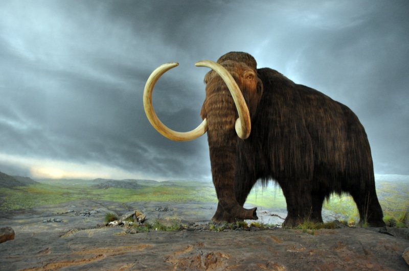 4K, 4K, Woolly mammoth