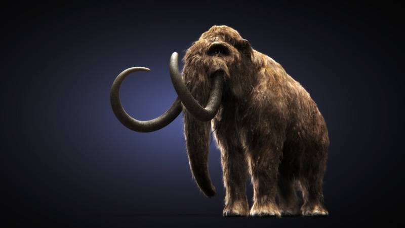 1080P, Animal, Face, Mammoth