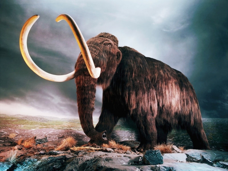 720P, Mammoth, Woolly, brown