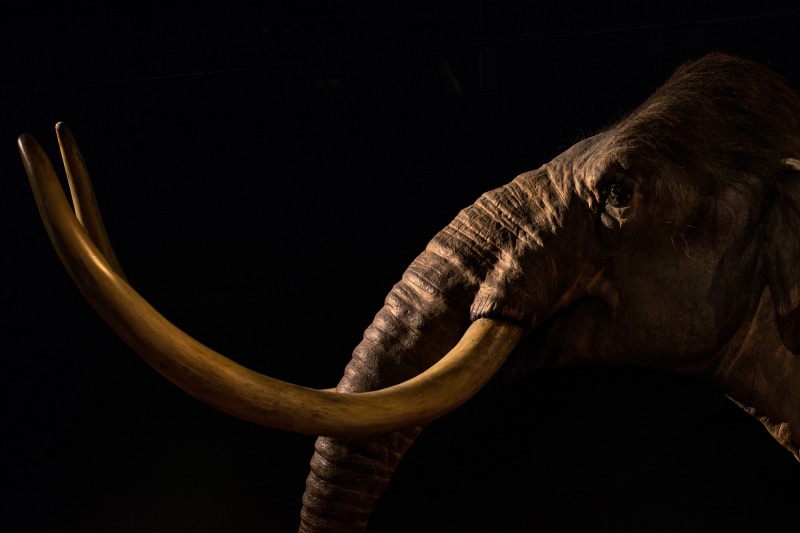 animal, exhibit, no people, portrait, black, one animal, black background, animals in the wild, gray, animal wildlife, animal head, indoors, studio shot