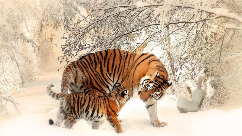 tiger, snow, winter, tigers, 4K, animals