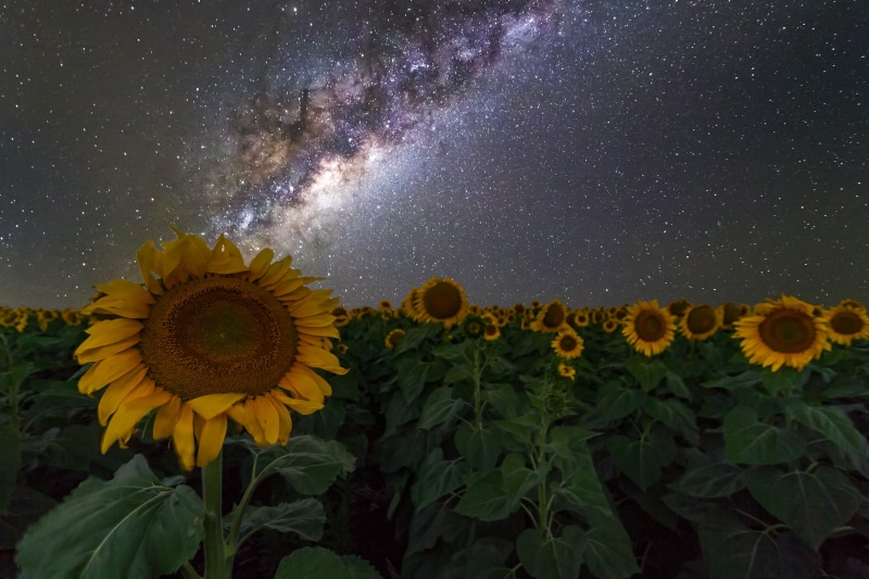 space, Milky Way, Australia, sunflowers, stars, night sky, galaxy, 2K