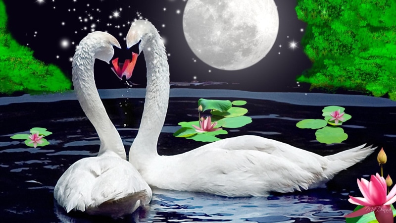 trees, full moon, firefox persona, water lilies, couple, 1080P, animals, swans, love, stars, pair, pond