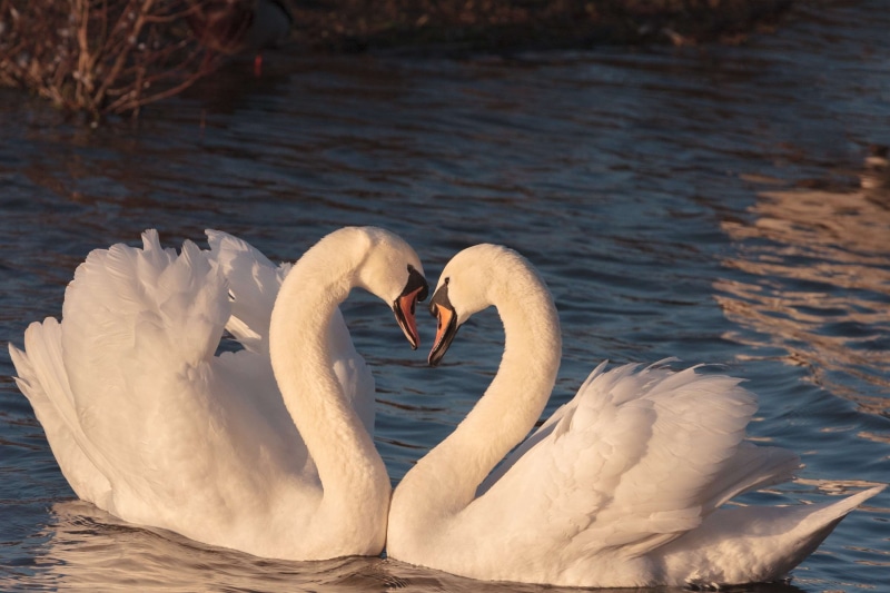 male, swans, pair, no people, animal wildlife, two animals, nature, swan, two, animals in the wild, group of animals, mute swan, lake, 2K, animal neck