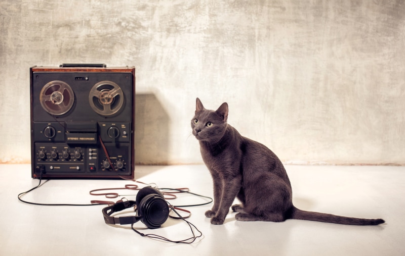 mustache, Meloman, film headphones, muzzle, retro, gray, foxy, green eyes, bokeh, paws, tape, reel, 5K, Tomcat, cat, tail, coated, breed Russian blue cat