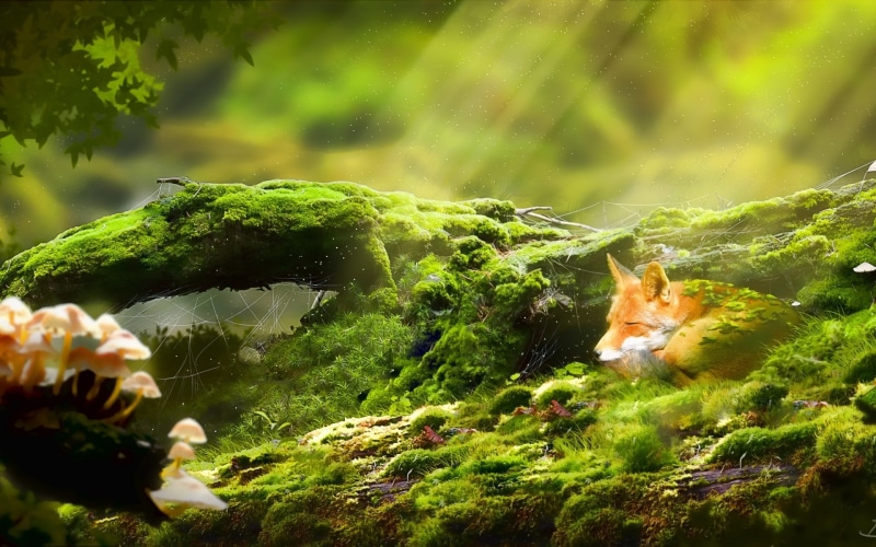 green, fox, relaxing, 1080P, cute, foxy, moss