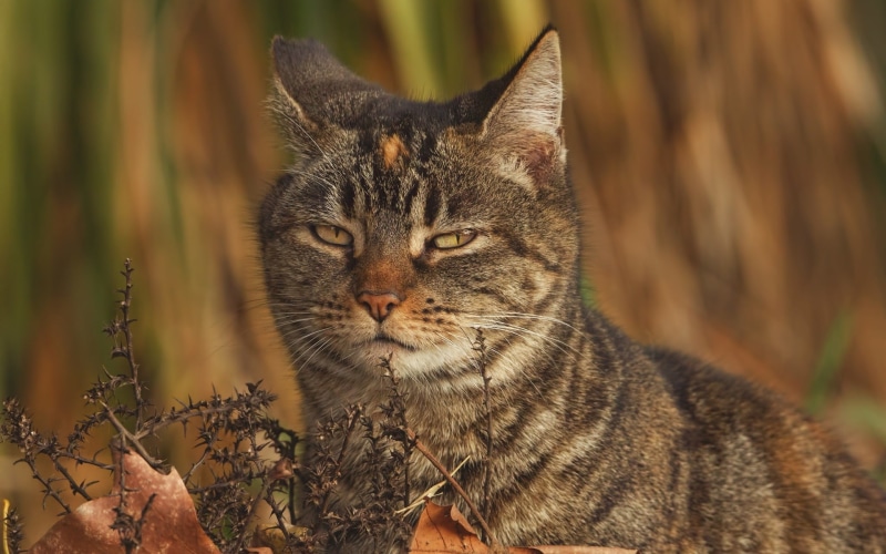 white, Look, Foxy, Wildcat, cat, gray, black, 1080P, Eyes, tabby