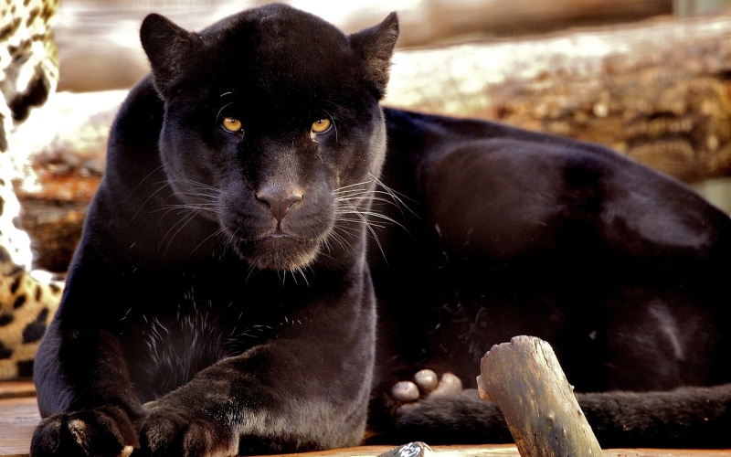 2K, phanter, Black, Panther, Carnivores