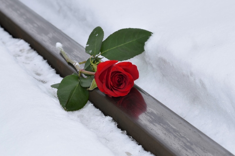 day, plant part, time can not erase, condolence, beauty in nature, cold temperature, red rose, broken heart, pain, winter, no people, nature, rose - flower