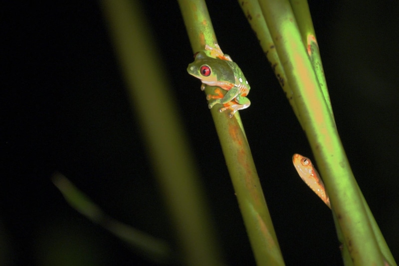 1080P, wild, nature, frogs, animals, cruel