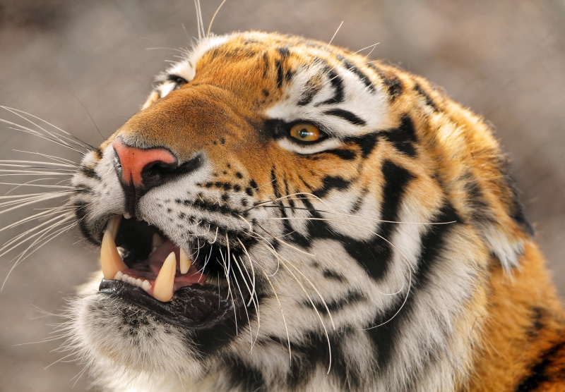 furious, animal Eye, animals In The Wild, nature, large, siberian Tiger, animal themes, zoo, portrait, mouth, mammal, animal Head, looking, bengal Tiger